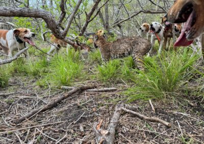 A group of dogs surrounds a wild bobcat in a forested area with green grass and trees. The bobcat, standing on the ground, appears to be cornered by the dogs, some of which have their tongues out. One dog's head is close to the camera, partially out of frame.