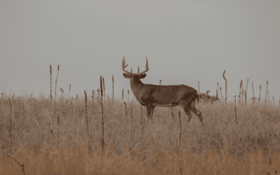 Understanding Hunting Seasons and What They Are For