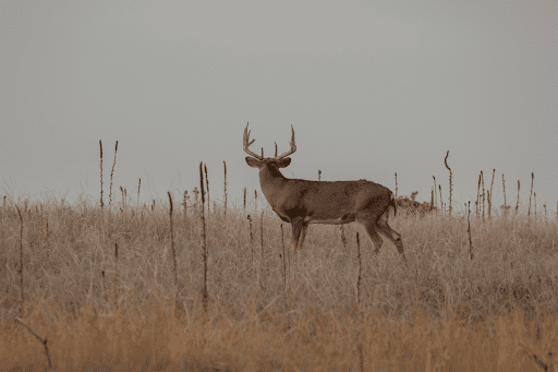 texas hunting guide