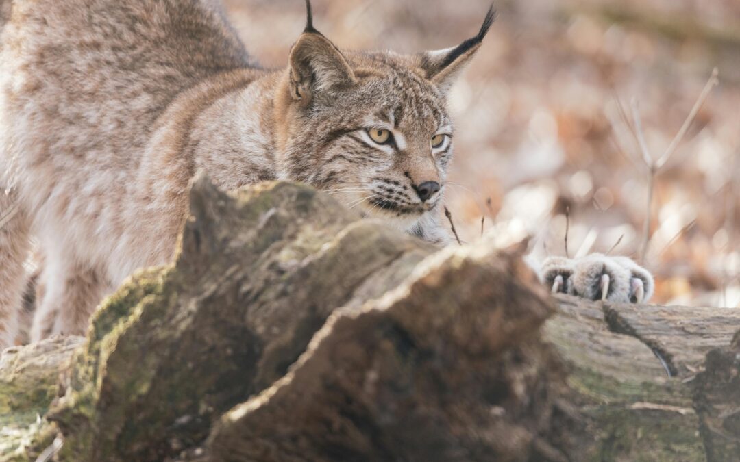 bobcat hunts texas