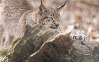 Texas Hunting: Top Tips for Calling Bobcats